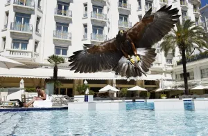 Bird Prints: A hawk used to scare away nuisance bird populations such as pigeons and seagulls