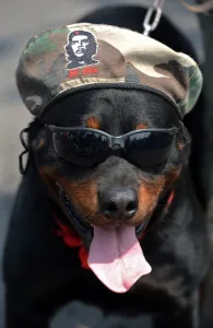 <b class=qtipBold><figcaption>Honduras-May Day</figcaption></b><br>Vertical, OFFBEAT, CLOSE-UP, DOG, SUNGLASSES, EFFIGY, CAP, LABOUR DAY, DEMONSTRATION, Animals, Dogs, 000 A52O7<br><em>© Copyright Agence France-Presse (AFP) - All Rights Reserved</em> Honduras-May Day