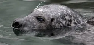 <b class=qtipBold><figcaption>Hungary-Animal-Grey Seal</figcaption></b><br>A Grey Seal (Halichoerus Grypus) swims in the water in the zoo in Budapest, Hungary. AFP PHOTO / FERENC ISZA / AFP PHOTO / FERENC ISZA<br><em>© Copyright Agence France-Presse (AFP) - All Rights Reserved</em> Hungary-Animal-Grey Seal