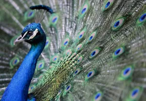 Animal Bird Prints: Hungary-Zoo-Peacock-Feature