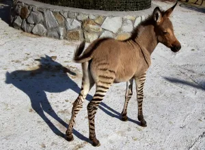 A Hybrid of Zebra and a Donkey Stands at the Taigan Zoo Park A Hybrid of Zebra and a Donkey Stands at the Taigan Zoo Park