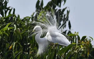 India-Animal-Bird