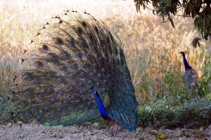<b class=qtipBold><figcaption>India-Animal-Peacock</figcaption></b><br>A peacock shows its plumage at Soraon Village on the outskirts of Allahabad on March 31, 2014. AFP PHOTO/SANJAY KANOJIA / AFP PHOTO / Sanjay Kanojia<br><em>© Copyright Agence France-Presse (AFP) - All Rights Reserved</em> India-Animal-Peacock