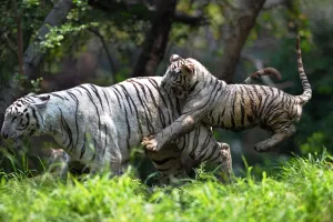 <b class=qtipBold><figcaption>India-Animal-Tiger-Zoo</figcaption></b><br>A six-month old Indian white tiger cub (R) plays with its mother Sameera at their enclosure at the Nehru Zoological Park in Hyderabad on March 29, 2014. The three cubs, which have yet to be named, were presented for their first public viewing at the zoo. AFP PHOTO / Noah SEELAM / AFP PHOTO / NOAH SEELAM<br><em>© Copyright Agence France-Presse (AFP) - All Rights Reserved</em> India-Animal-Tiger-Zoo