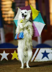 India-Arts-Circus-Dog India-Arts-Circus-Dog