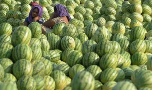 India Prints: India-Economy-Agriculture