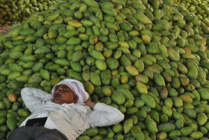 Offbeat Quirky Images Prints: India-Economy-Agriculture-Mango