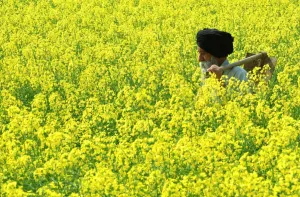 India Prints: India-Economy-Mustard