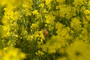 Offbeat Quirky Images Prints: India-Kashmir-Economy-Agriculture