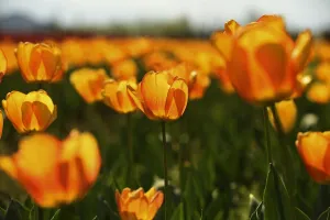 : INDIA-KASHMIR-TOURISM-TULIPS