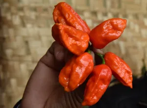 India Prints: India-Lifestyle-Organic-Chilli