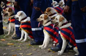 <b class=qtipBold><figcaption>India-Police-Dog</figcaption></b><br>Indian police dog squad handlers stand with their dogs during a ceremony at India Gate lawns in New Delhi on April 4, 2016. A new batch of 30 dogs, all specially trained labrador retrievers, were inducted into The Delhi Police Squad. / AFP PHOTO / SAJJAD HUSSAIN<br><em>© Copyright Agence France-Presse (AFP) - All Rights Reserved</em> India-Police-Dog