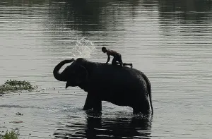 AFP Instagram Collection Prints: India-Society-Animal-Elephant