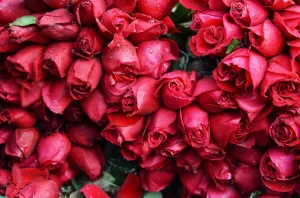<b class=qtipBold><figcaption>INDIA-SOCIETY-VALENTINES-ROSES</figcaption></b><br>Roses are piled up at a wholesale flower market in Kolkata on February 7, 2018. The roses are high in demand as seven days of festivity of the Valentine Week starts from February 7 with Rose Day. / AFP PHOTO / Dibyangshu SARKAR<br><em>© Copyright Agence France-Presse (AFP) - All Rights Reserved</em> INDIA-SOCIETY-VALENTINES-ROSES