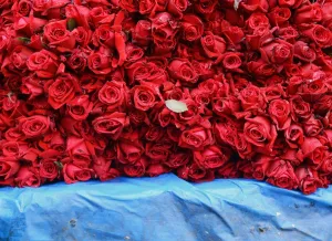Agriculture Prints: India-Society-Valentines-Roses