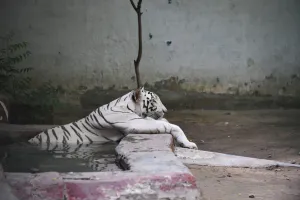India-Weather-Animal