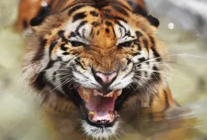 India-Weather-Animals India-Weather-Animals