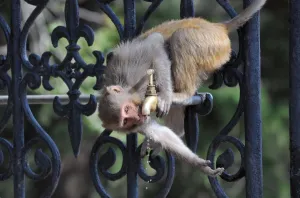 <b class=qtipBold><figcaption>India-Weather-Heat</figcaption></b><br>A monkey drinks from a water tap on a hot day in the northern Indian hill town of Shimla on April 19, 2017. / AFP PHOTO / -<br><em>© Copyright Agence France-Presse (AFP) - All Rights Reserved</em> India-Weather-Heat
