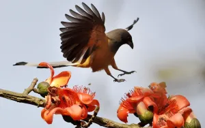 <b class=qtipBold><figcaption>India-Wildlife-Bird</figcaption></b><br>A Rufous Treepie bird (Dendrocitta Vagabunda) flies among Simolu flowers in a tree on the outskirts of Guwahati on February 12, 2014. This seasonal flower attracts a variety of wild birds and honeybees. AFP PHOTO/Biju BORO BIJU BORO / AFP<br><em>© Copyright Agence France-Presse (AFP) - All Rights Reserved</em> India-Wildlife-Bird