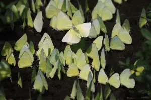 India-Wildlife-Butterflies India-Wildlife-Butterflies
