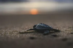 AFP Instagram Collection Prints: Indonesia-Animal-Turtle