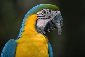 <b class=qtipBold><figcaption>Indonesia-Conservation-Bird-Mccaw</figcaption></b><br>A Brazilian macaw, which was bred as part of a breeding program at a vast aviary in Bogor, south of Jakarta. Barely a few days old, perched on a nest of twigs inside an incubator, a newborn Indonesian songbird -- cherished for its melodious chirp -- tweets weakly as a tiny metallic ring is attached to its leg. AFP PHOTO / Bay ISMOYO / AFP PHOTO / BAY ISMOYO<br><em>© Copyright Agence France-Presse (AFP) - All Rights Reserved</em> Indonesia-Conservation-Bird-Mccaw