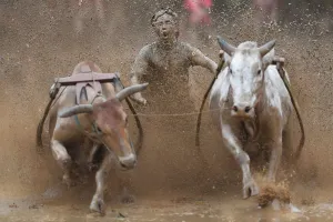 Indonesia-Culture-Traditional-Sport-Bull-Race