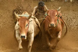 Pacu Jawi Bull Race Prints: Indonesia-Culture-Traditional-Sport-Bull-Race