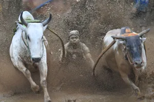 Indonesia-Culture-Traditional-Sport-Bull-Race