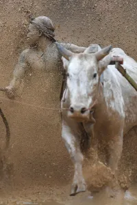 Indonesia-Culture-Traditional-Sport-Bull-Race