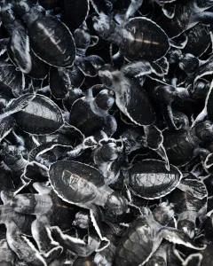 Baby Animal Prints: Indonesia-Environment-Turtle-Conservation