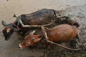Indonesia-Tradition