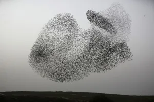 Animal Prints: Israel-Birds-Murmuration