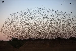 Images Dated 11th February 2014: Israel-Birds-Starlings
