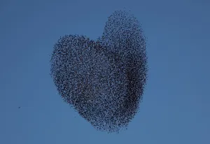 Offbeat Quirky Images Prints: Israel-Birds-Starlings