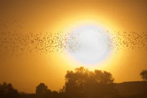 <b class=qtipBold><figcaption>Israel-Birds-Starlings</figcaption></b><br>A flock of starlings is seen as they perform their traditional dance fly before landing to sleep during the sunset near the southern Arab Israeli city of Rahat, in the northern Israeli Negev desert, on February 1, 2015. AFP PHOTO / MENAHEM KAHANA / AFP PHOTO / MENAHEM KAHANA<br><em>© Copyright Agence France-Presse (AFP) - All Rights Reserved</em> Israel-Birds-Starlings