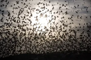 Offbeat Quirky Images Prints: Israel-Birds-Starlings-Murmuration