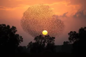 <b class=qtipBold><figcaption>Israel-Birds-Starlings-Murmuration</figcaption></b><br>A picture taken on January 14, 2016 shows a murmuration of starlings performing their traditional dance before landing to sleep near the southern Israeli village of Tidhar, in the northern Negev desert, on January 14, 2016. / AFP PHOTO / MENAHEM KAHANA<br><em>© Copyright Agence France-Presse (AFP) - All Rights Reserved</em> Israel-Birds-Starlings-Murmuration