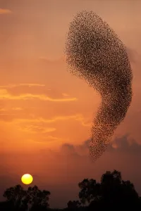 <b class=qtipBold><figcaption>Israel-Birds-Starlings-Murmuration</figcaption></b><br>A picture taken on January 14, 2016 shows a murmuration of starlings performing their traditional dance before landing to sleep near the southern Israeli village of Tidhar, in the northern Negev desert, on January 14, 2016. / AFP PHOTO / MENAHEM KAHANA<br><em>© Copyright Agence France-Presse (AFP) - All Rights Reserved</em> Israel-Birds-Starlings-Murmuration