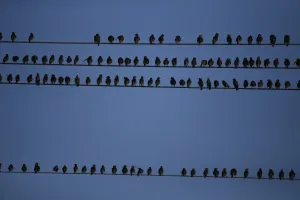 <b class=qtipBold><figcaption>Israel-Nature-Birds</figcaption></b><br>Horizontal, Birds, 000 Nic6409103<br><em>© Copyright Agence France-Presse (AFP) - All Rights Reserved</em> Israel-Nature-Birds