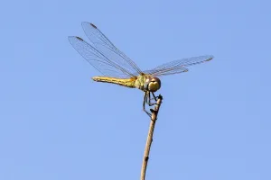 Israel-Nature-Insect-Dragonfly