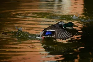 <b class=qtipBold><figcaption>Italy-Animal-Duck-Feature</figcaption></b><br>A duck takes off from a pond in a public garden in Rome on April 2, 2015. AFP PHOTO / GABRIEL BOUYS / AFP PHOTO / GABRIEL BOUYS<br><em>© Copyright Agence France-Presse (AFP) - All Rights Reserved</em> Italy-Animal-Duck-Feature