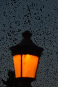 <b class=qtipBold><figcaption>Italy-Birds-Migration-Starlings</figcaption></b><br>Starlings migrating from northern Europe fly in the sky above Rome on December 12, 2015. About one-million starlings migrate in Rome during autumn and winter time and draw beautiful patterns in the sky before spending the nights in the trees by the Tiber river, creating chaos in the neighborhood with their droppings. AFP PHOTO / TIZIANA FABI / AFP PHOTO / TIZIANA FABI<br><em>© Copyright Agence France-Presse (AFP) - All Rights Reserved</em> Italy-Birds-Migration-Starlings
