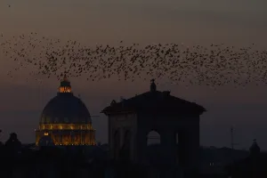 <b class=qtipBold><figcaption>Italy-Birds-Migration-Starlings</figcaption></b><br>Starlings migrating from northern Europe fly near St Peter's basilica in Rome on December 12, 2015. About one-million starlings migrate in Rome during autumn and winter time and draw beautiful patterns in the sky before spending the nights in the trees by the Tiber river, creating chaos in the neighborhood with their droppings. AFP PHOTO / TIZIANA FABI / AFP PHOTO / TIZIANA FABI<br><em>© Copyright Agence France-Presse (AFP) - All Rights Reserved</em> Italy-Birds-Migration-Starlings