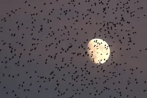 <b class=qtipBold><figcaption>Italy-Birds-Starlings-Feature</figcaption></b><br>Starlings migrating from northern Europe fly in the sky of Rome with the moon in the background on November 3, 2014. About one-million starlings migrate in Rome during autumn and winter time and draw beautiful patterns in the sky before spending the nights in the trees by the Tiber river, creating chaos in the neighborhood with their droppings. AFP PHOTO / GABRIEL BOUYS / AFP PHOTO / GABRIEL BOUYS<br><em>© Copyright Agence France-Presse (AFP) - All Rights Reserved</em> Italy-Birds-Starlings-Feature