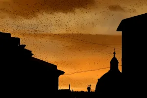 <b class=qtipBold><figcaption>Italy-Birds-Starlings-Feature</figcaption></b><br>Starlings fly in the sky of Rome on November 27, 2015 at sunset. AFP PHOTO / TIZIANA FABI / AFP PHOTO / TIZIANA FABI<br><em>© Copyright Agence France-Presse (AFP) - All Rights Reserved</em> Italy-Birds-Starlings-Feature