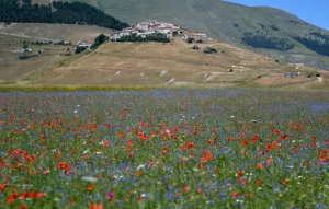 Italy-Feature-Castelluccio-Earthquaks Italy-Feature-Castelluccio-Earthquaks