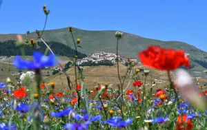 Italy Prints: Italy-Feature-Castelluccio-Flowers
