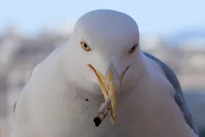 <b class=qtipBold><figcaption>Italy-Forum-Seagull</figcaption></b><br>A seagull holds a cigarette butt in its beak near the Roman Forum on March 11, 2017 in Rome. / AFP PHOTO / Tiziana FABI<br><em>© Copyright Agence France-Presse (AFP) - All Rights Reserved</em> Italy-Forum-Seagull
