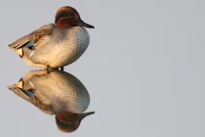 <b class=qtipBold><figcaption>Italy-Nature-Animal-Birds</figcaption></b><br>A picture taken on October 23, 2015 shows a Teal Duck being reflected in a pond at the LIPU Stork Centre in Racconigi, near Cuneo, northwestern Italy. Many birds spend winter at the Stork Centre after flying from Northern Europe. The Stork Centre is involved in reintroduction of White Storks and also takes care of injured birds from the Piedmont Region. AFP PHOTO / MARCO BERTORELLO / AFP PHOTO / MARCO BERTORELLO<br><em>© Copyright Agence France-Presse (AFP) - All Rights Reserved</em> Italy-Nature-Animal-Birds